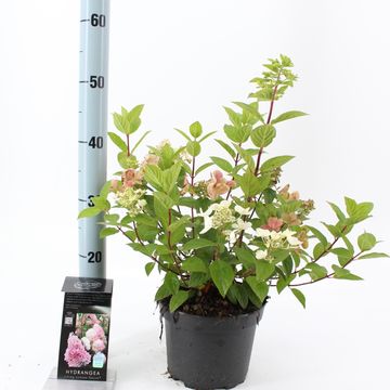 Hydrangea paniculata SUNDAE FRAISE