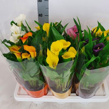 Zantedeschia MIX