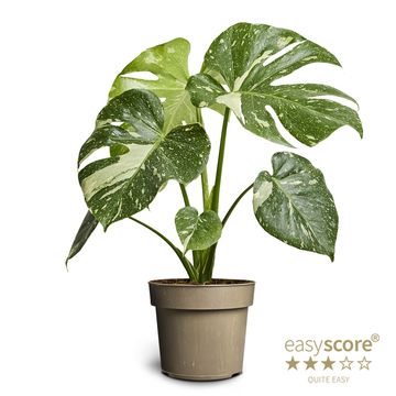 Монстера. 'Thai Constellation'