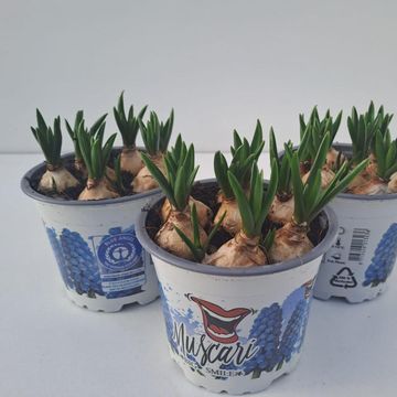 Muscari 'Big Smile'