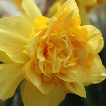 Narcissus 'Dick Wilden'