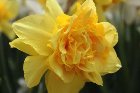 Narcissus 'Dick Wilden'