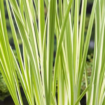 Acorus calamus 'Variegatus'