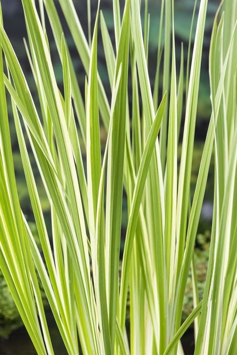 Acorus calamus 'Variegatus'