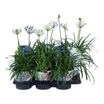 Agapanthus SUMMER LOVE MIX