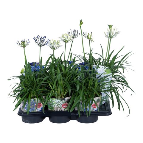 Agapanthus SUMMER LOVE MIX