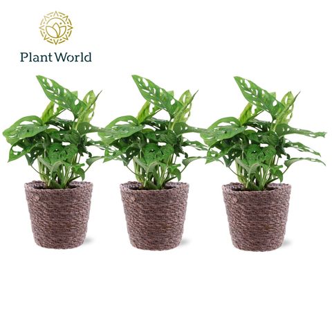 Monstera obliqua 'Monkey Leaf'