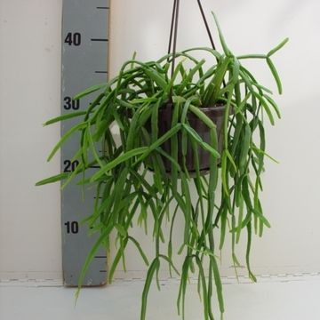 Rhipsalis micrantha