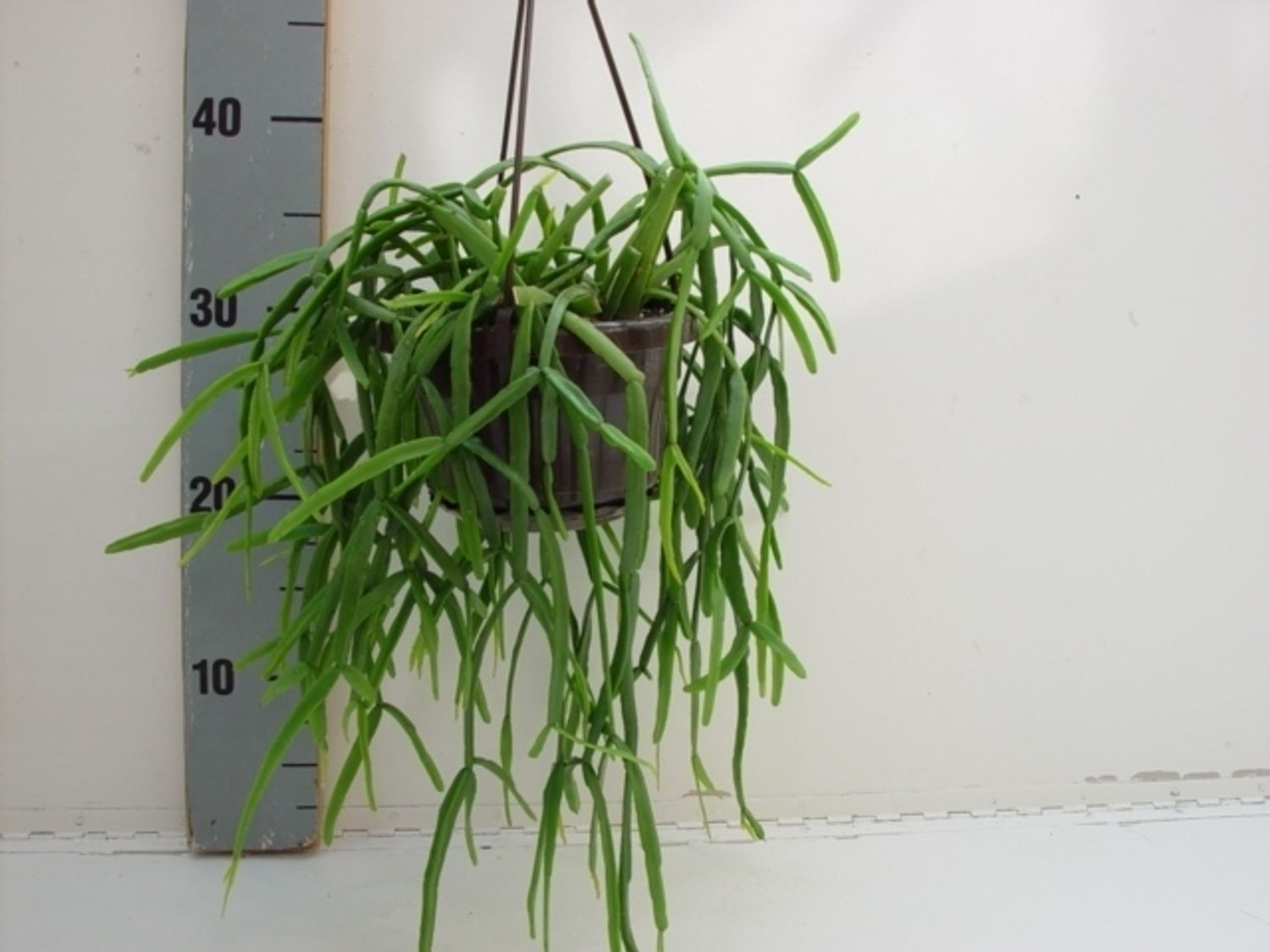 POWERS TO FLOWERS - RHIPSALIS PARADOXA CHAIN, vaso 12cm, strascico 60cm, pianta vera - Powers to flowers - piante e fiori