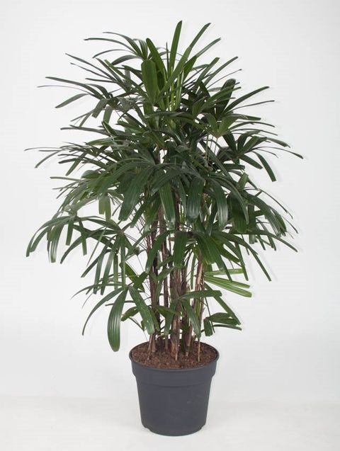 Rhapis excelsa