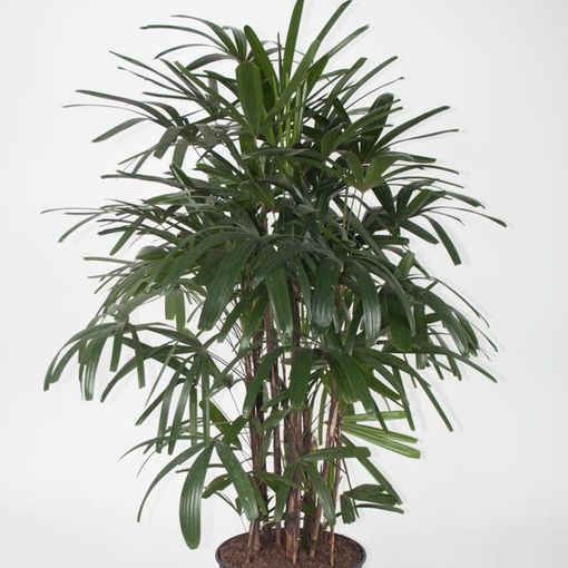 Rhapis excelsa — Plant Wholesale FlorAccess