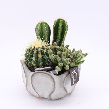 Arrangement Cactus Essentials