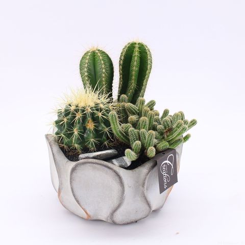 Arrangement Cactus Essentials