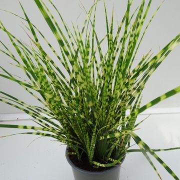 Miscanthus sinensis 'Gold Breeze'