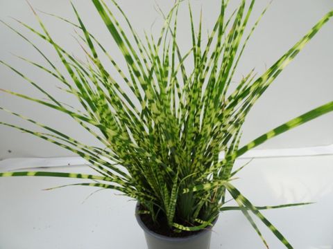 Miscanthus sinensis 'Gold Breeze'