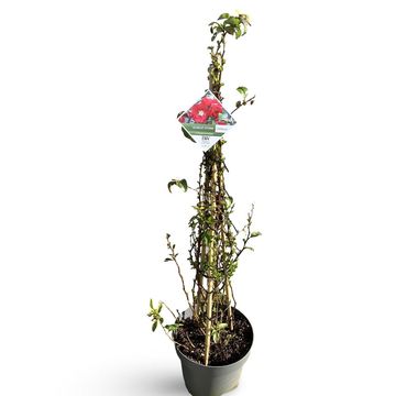 Хеномелес speciosa 'Scarlet Storm'