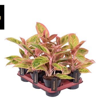 Aglaonema 'Pink Surprise'