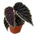 Begonia darthvaderiana 'Green Spots'