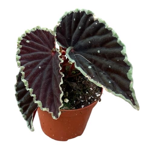 Begonia darthvaderiana 'Green Spots'