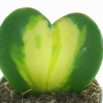 Hoya kerrii 'Variegata'