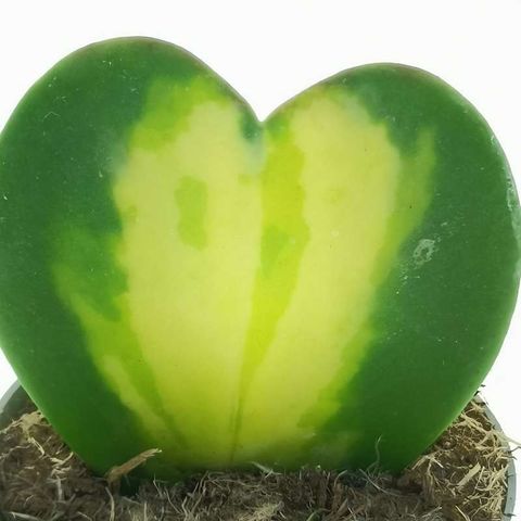 Hoya kerrii 'Variegata'