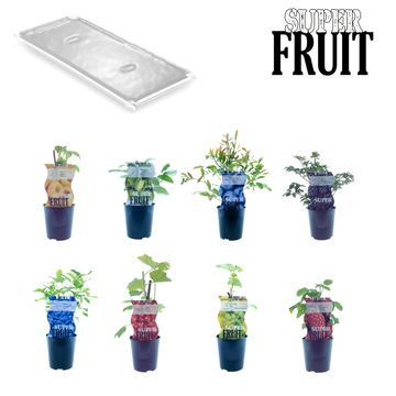 Plantes fruitières MIX