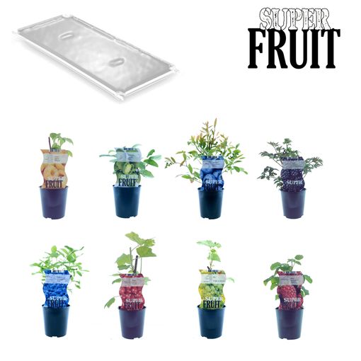 Fruit plants MIX