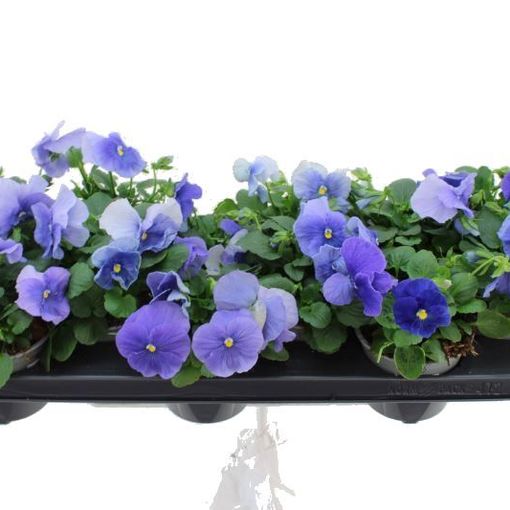 Viola x wittrockiana DELTA F1 PURE LIGHT BLUE