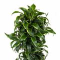 Dracaena fragrans 'Dorado'