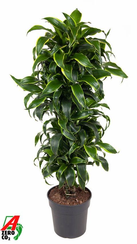 Dracaena fragrans 'Dorado'