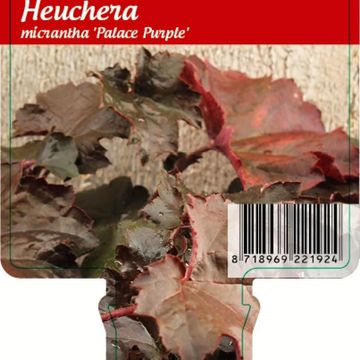 Heuchera micrantha 'Palace Purple'