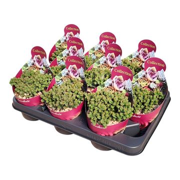 Crassula pyramidalis