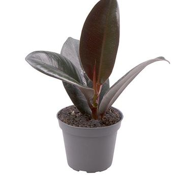 Ficus elastica 'Robusta'