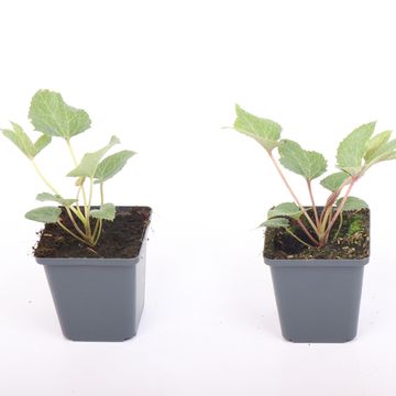 Helleborus x sternii