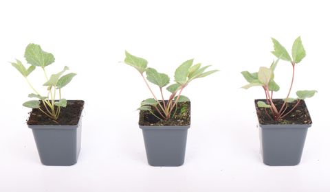 Helleborus x sternii