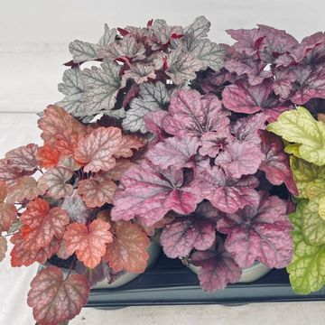 Heuchera MIX