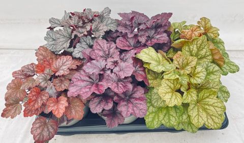 Heuchera MIX