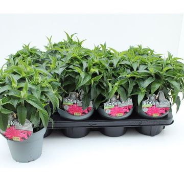 Monarda BALMY PURPLE