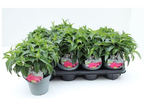 Monarda BALMY PURPLE