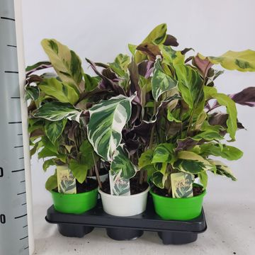 Calathea CONFUSION MIX