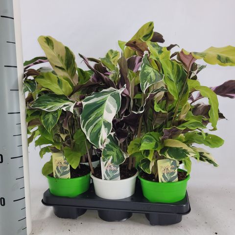 Calathea CONFUSION MIX