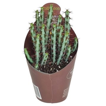 Euphorbia aeruginosa