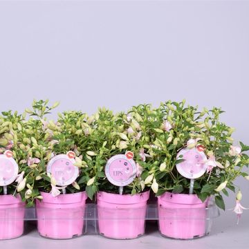 Fuchsia BELLA FUCHSIA SOPHIA