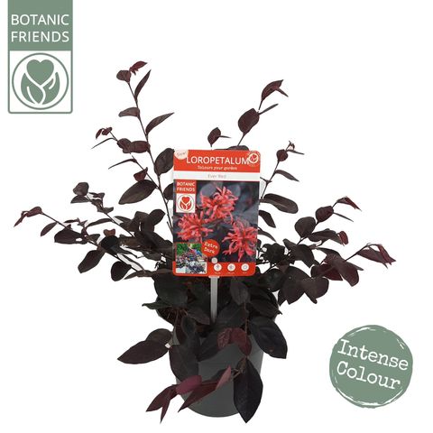 Loropetalum chinense EVER RED