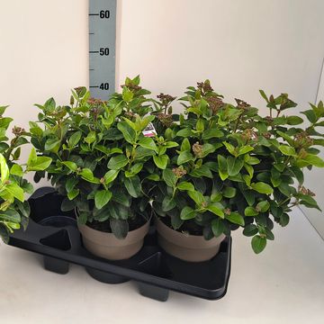 Viburnum tinus