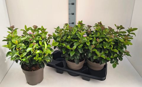 Viburnum tinus