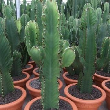 Euphorbia ingens