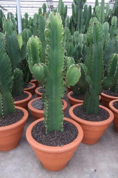 Euphorbia ingens