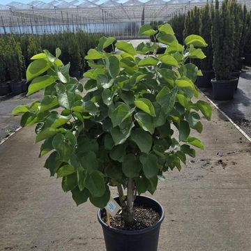 Cercis chinensis 'Shirobana'