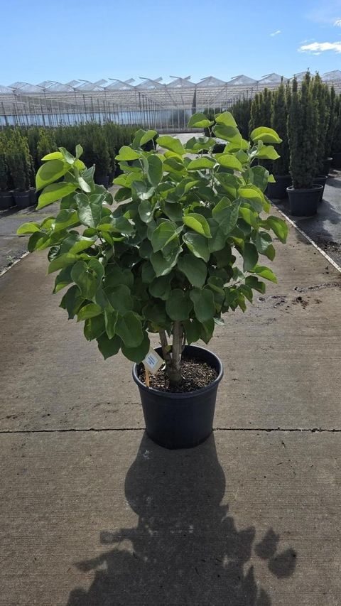 Cercis chinensis 'Shirobana'